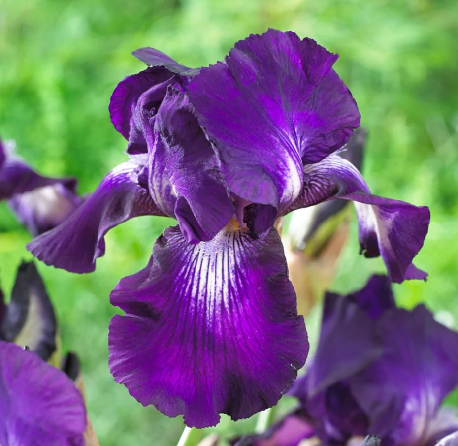 Iris germanica 'Exotic Star'